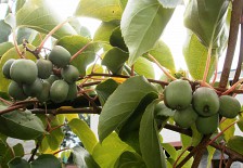 Actinidia arguta 74-49