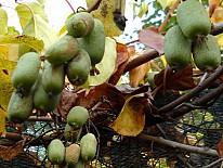 Actinidia arguta Ambrosia