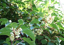 Actinidia arguta - samec