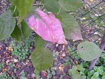 Actinidia kolomikta - samec - detail listu