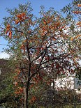 Rakytník - vzrostlý strom
