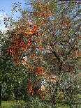 Rakytník - vzrostlý strom