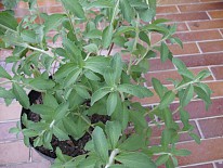 Stevia rebaudiana