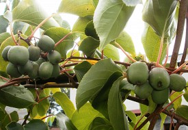 Actinidia arguta 74-49