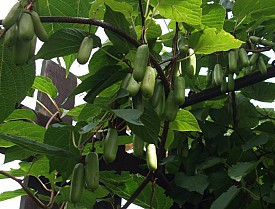 Actinidia kolomikta - plody na konci srpna