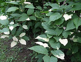 Actinidia kolomikta - samec