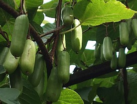 Actinidia kolomikta - samice