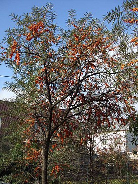 Rakytník - vzrostlý strom