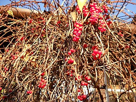 Schizandra - zralé plody, konec října