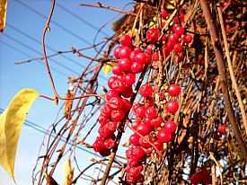 Schizandra chinensis